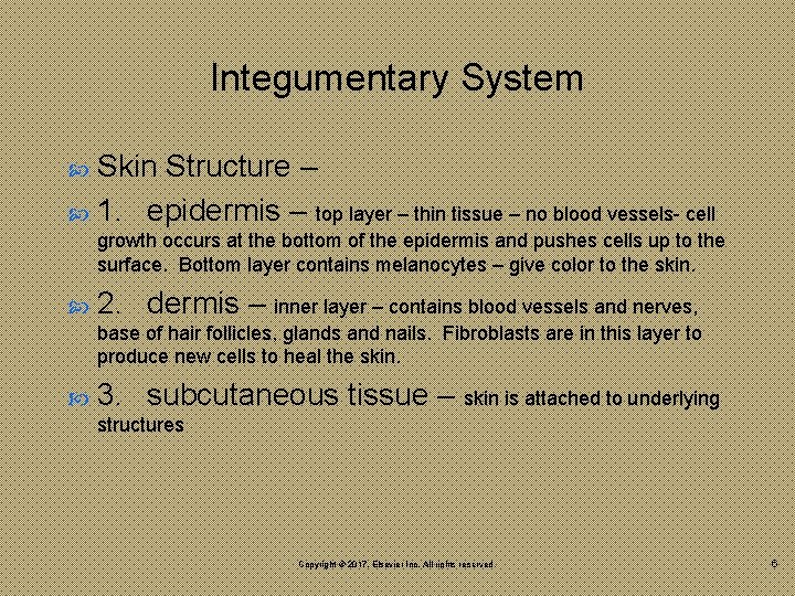 Integumentary System Skin Structure – 1. epidermis – top layer – thin tissue –