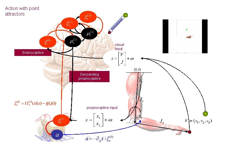 Action with point attractors visual input Exteroceptive predictions Descending proprioceptive predictions proprioceptive input 