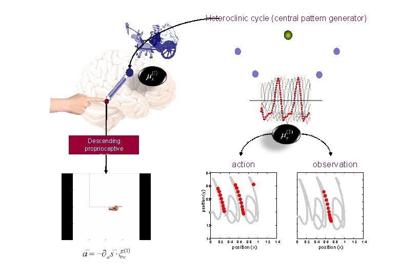 Heteroclinic cycle (central pattern generator) Descending proprioceptive predictions action observation 0. 4 position (y)