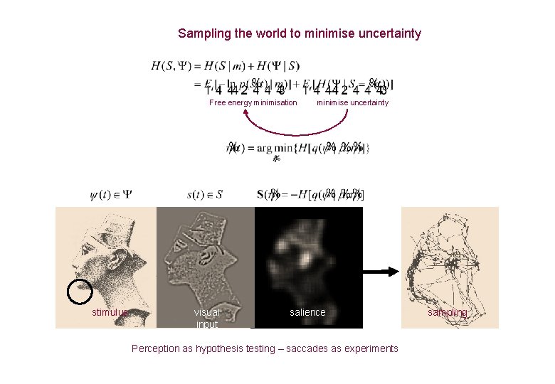 Sampling the world to minimise uncertainty Free energy minimisation stimulus visual input minimise uncertainty