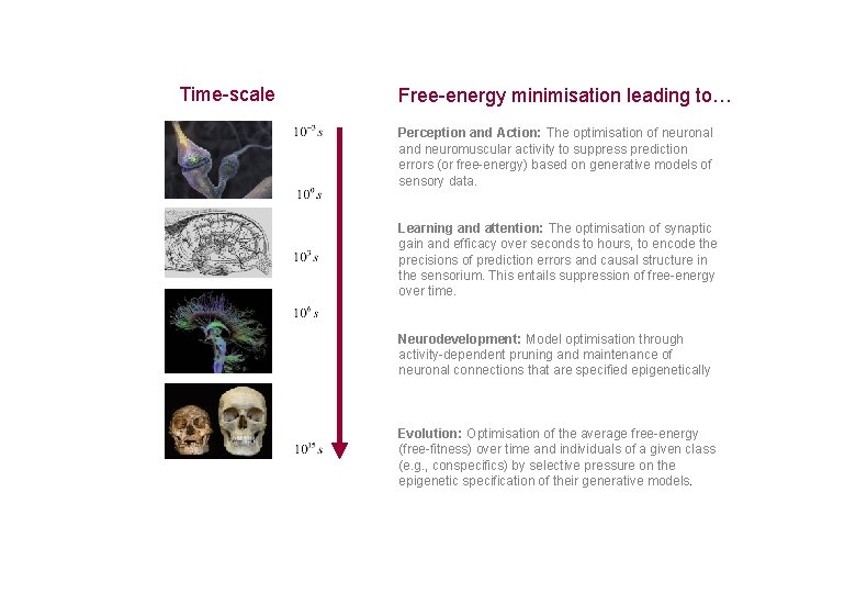 Time-scale Free-energy minimisation leading to… Perception and Action: The optimisation of neuronal and neuromuscular