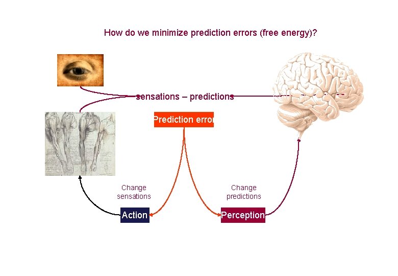 How do we minimize prediction errors (free energy)? sensations – predictions Prediction error Change