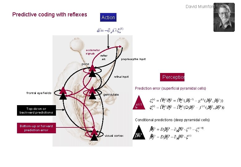 David Mumford Predictive coding with reflexes oculomotor signals Action reflex arc proprioceptive input pons