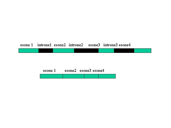 esone 1 introne 1 esone 2 introne 2 esone 1 esone 3 introne 3 esone 1 introne 1 esone 2 introne 2 esone 1 esone 3 introne 3