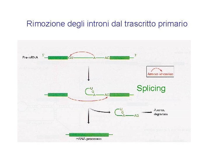 Rimozione degli introni dal trascritto primario Splicing Rimozione degli introni dal trascritto primario Splicing