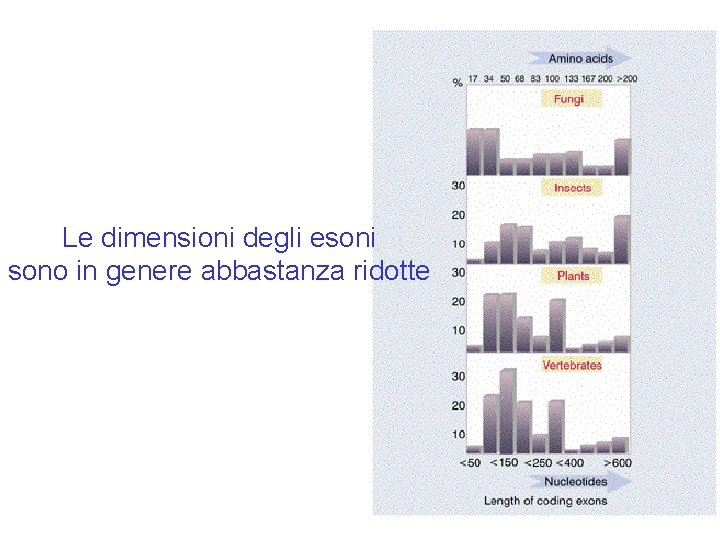 Le dimensioni degli esoni sono in genere abbastanza ridotte Le dimensioni degli esoni sono in genere abbastanza ridotte