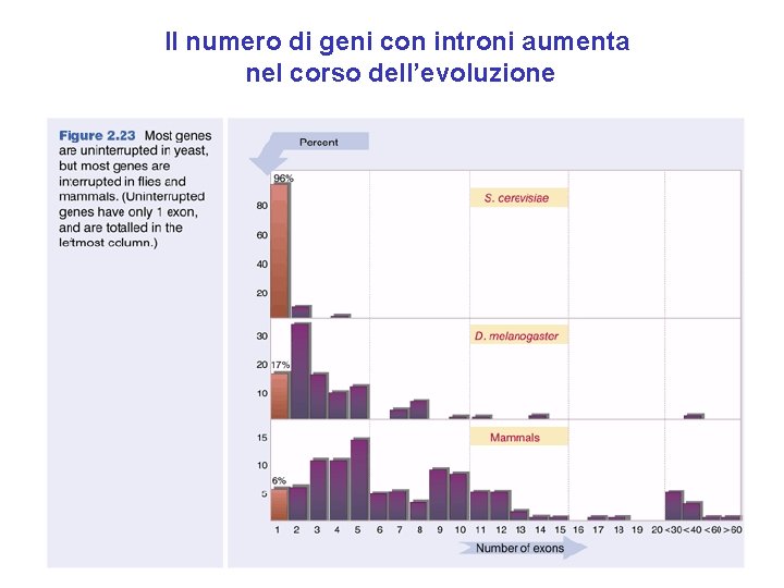 Il numero di geni con introni aumenta nel corso dell’evoluzione Il numero di geni con introni aumenta nel corso dell’evoluzione
