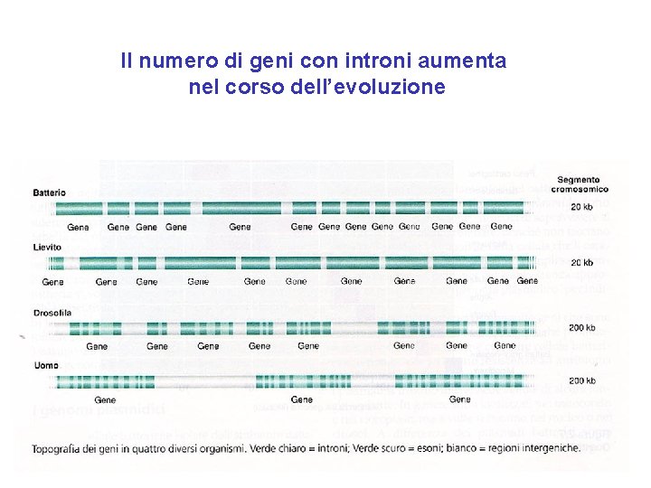 Il numero di geni con introni aumenta nel corso dell’evoluzione Il numero di geni con introni aumenta nel corso dell’evoluzione