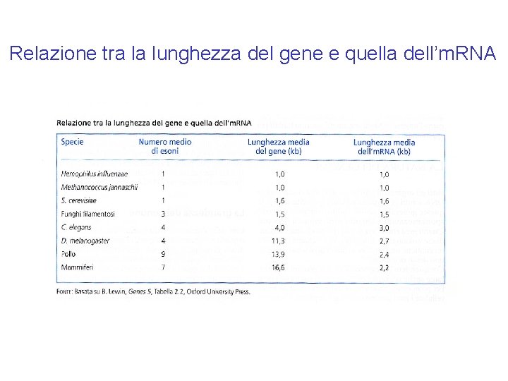 Relazione tra la lunghezza del gene e quella dell’m. RNA Relazione tra la lunghezza del gene e quella dell’m. RNA