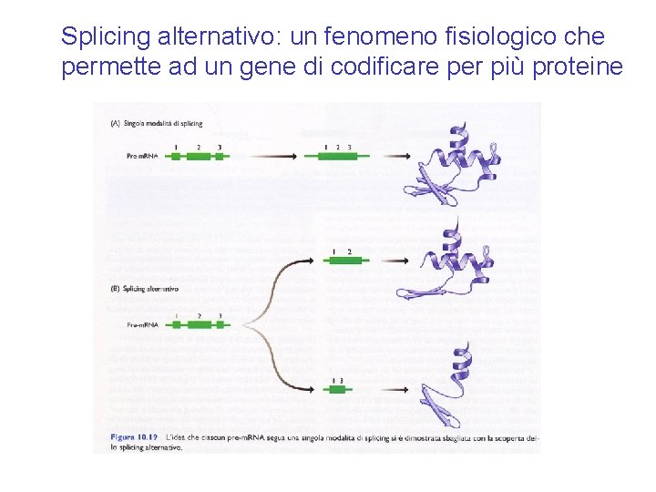 Splicing alternativo: un fenomeno fisiologico che permette ad un gene di codificare per più Splicing alternativo: un fenomeno fisiologico che permette ad un gene di codificare per più