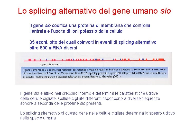 Lo splicing alternativo del gene umano slo Il gene slo codifica una proteina di Lo splicing alternativo del gene umano slo Il gene slo codifica una proteina di
