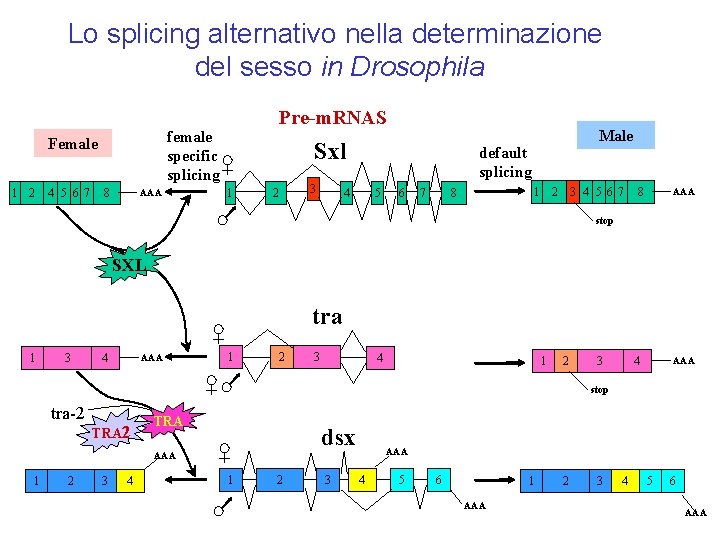 Lo splicing alternativo nella determinazione del sesso in Drosophila female specific splicing Female 1 Lo splicing alternativo nella determinazione del sesso in Drosophila female specific splicing Female 1