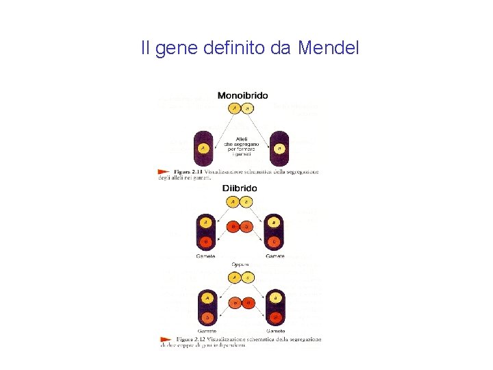 Il gene definito da Mendel Il gene definito da Mendel