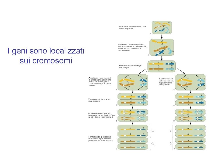 I geni sono localizzati sui cromosomi I geni sono localizzati sui cromosomi