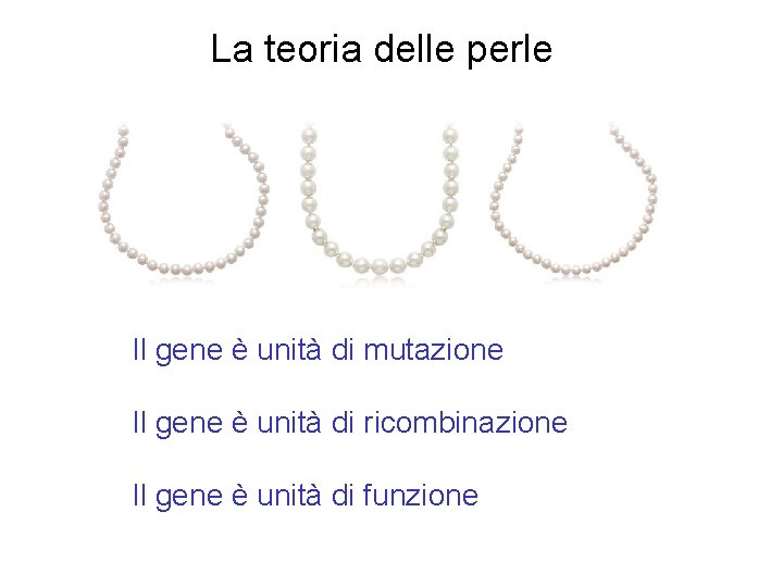 La teoria delle perle Il gene è unità di mutazione Il gene è unità La teoria delle perle Il gene è unità di mutazione Il gene è unità