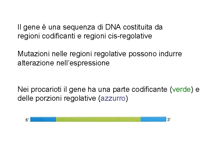 Il gene è una sequenza di DNA costituita da regioni codificanti e regioni cis-regolative Il gene è una sequenza di DNA costituita da regioni codificanti e regioni cis-regolative
