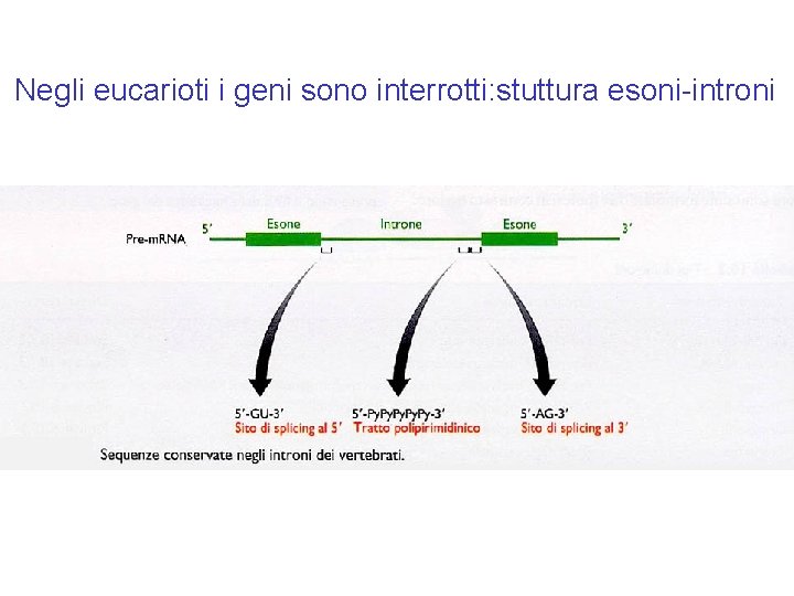 Negli eucarioti i geni sono interrotti: stuttura esoni-introni Negli eucarioti i geni sono interrotti: stuttura esoni-introni
