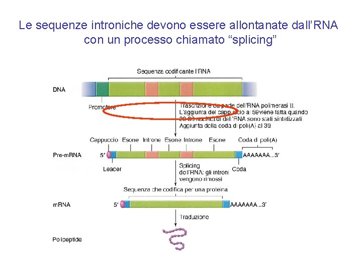 Le sequenze introniche devono essere allontanate dall’RNA con un processo chiamato “splicing” Le sequenze introniche devono essere allontanate dall’RNA con un processo chiamato “splicing”