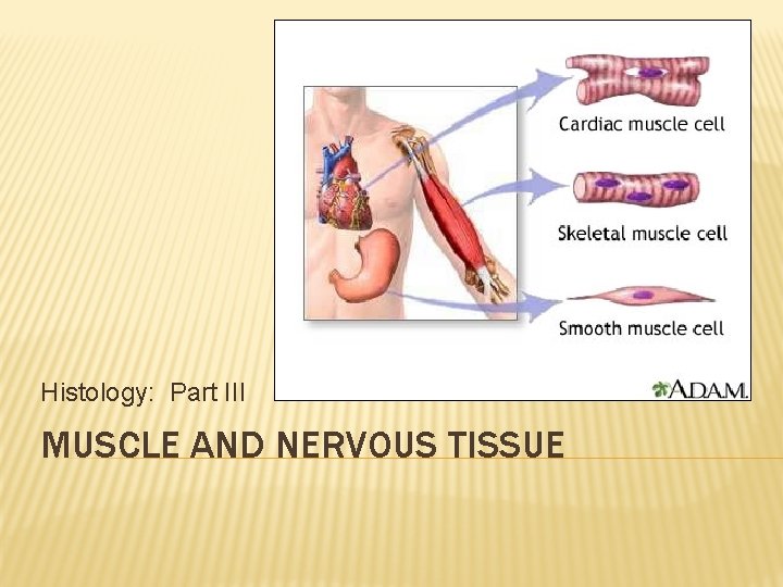 Histology: Part III MUSCLE AND NERVOUS TISSUE 