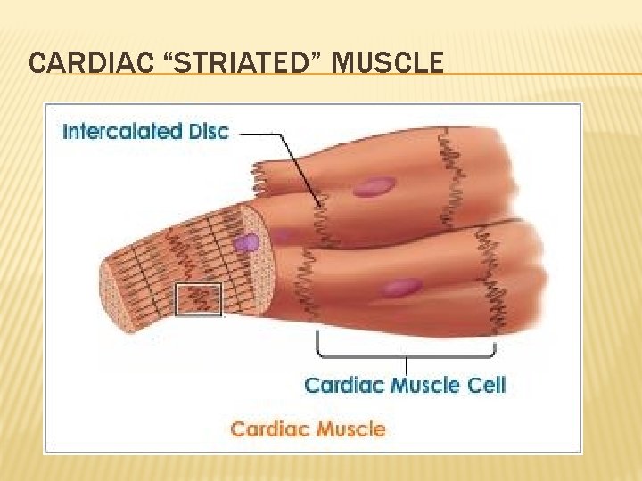 CARDIAC “STRIATED” MUSCLE 