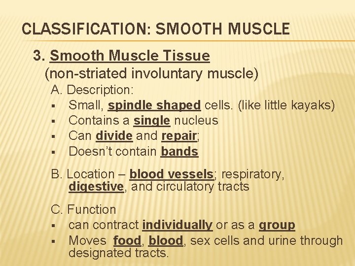 CLASSIFICATION: SMOOTH MUSCLE 3. Smooth Muscle Tissue (non-striated involuntary muscle) A. Description: § Small,