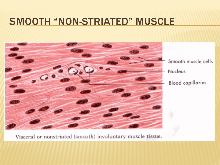 SMOOTH “NON-STRIATED” MUSCLE 