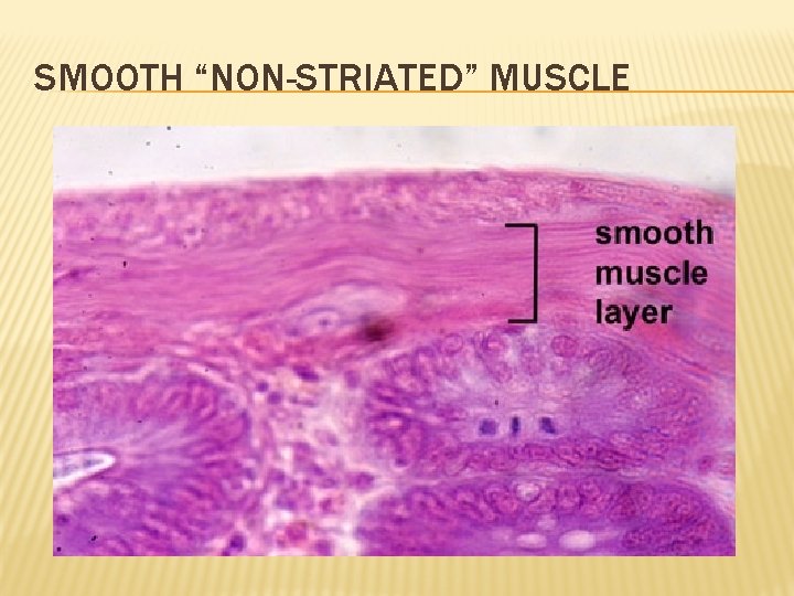 SMOOTH “NON-STRIATED” MUSCLE 