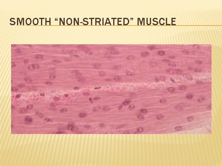 SMOOTH “NON-STRIATED” MUSCLE 