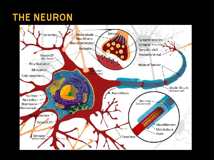 THE NEURON 