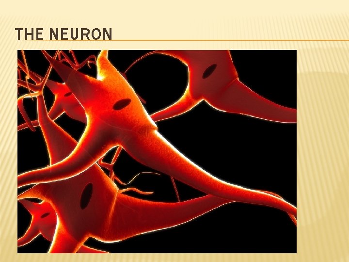 THE NEURON 