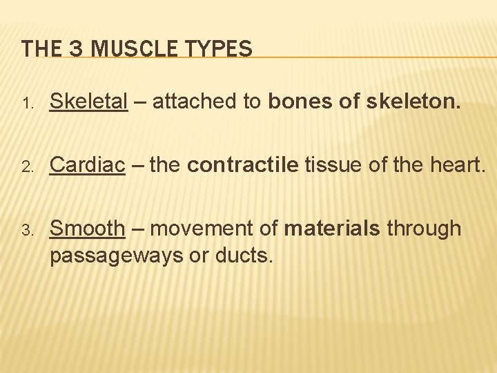 THE 3 MUSCLE TYPES 1. Skeletal – attached to bones of skeleton. 2. Cardiac