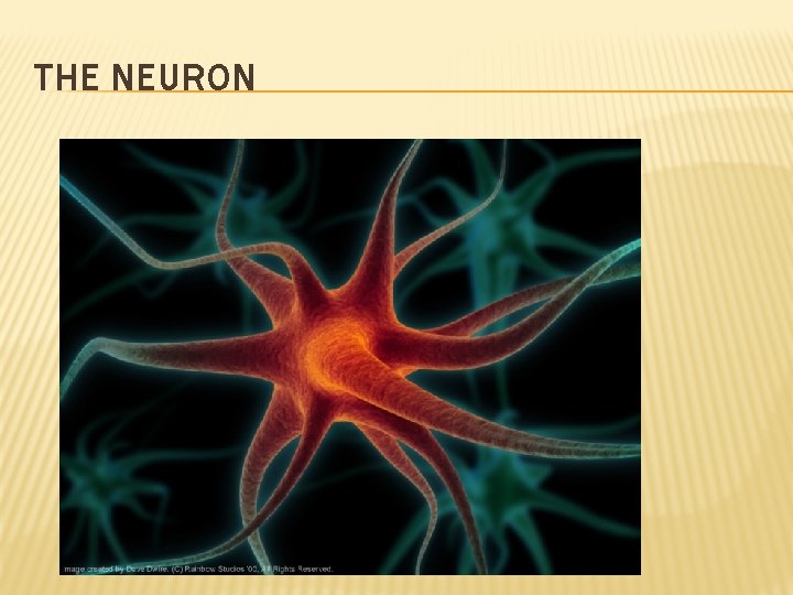 THE NEURON 