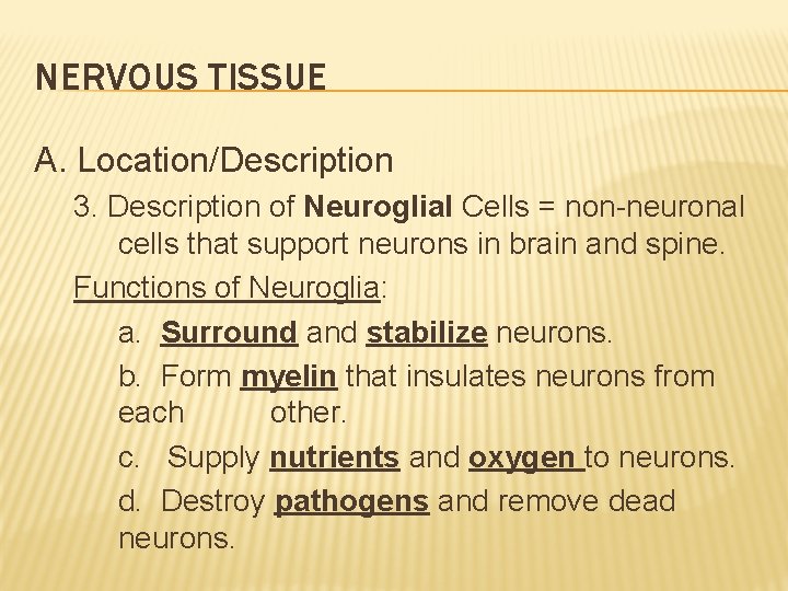 NERVOUS TISSUE A. Location/Description 3. Description of Neuroglial Cells = non-neuronal cells that support