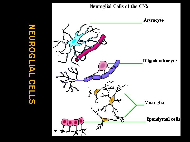 NEUROGLIAL CELLS 