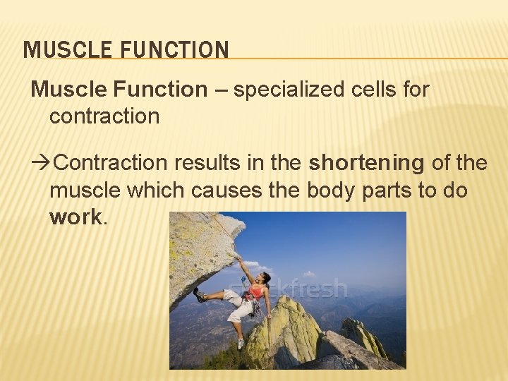 MUSCLE FUNCTION Muscle Function – specialized cells for contraction Contraction results in the shortening