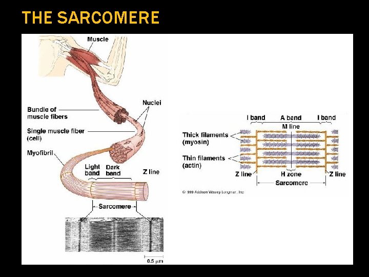 THE SARCOMERE 