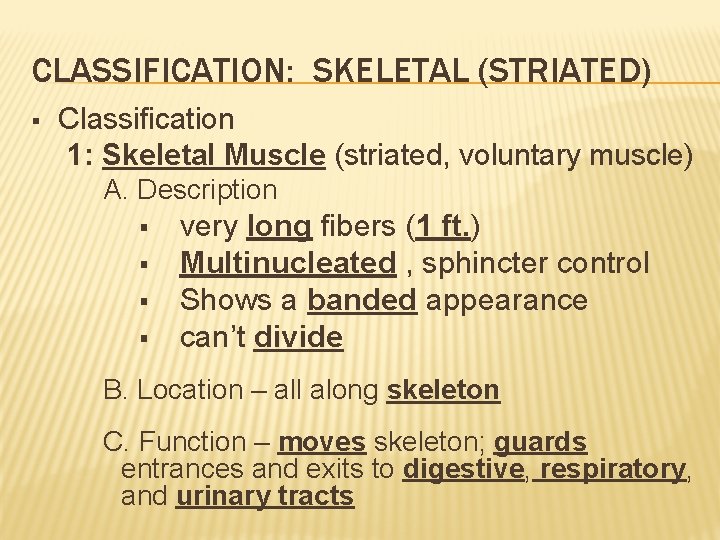 CLASSIFICATION: SKELETAL (STRIATED) § Classification 1: Skeletal Muscle (striated, voluntary muscle) A. Description §