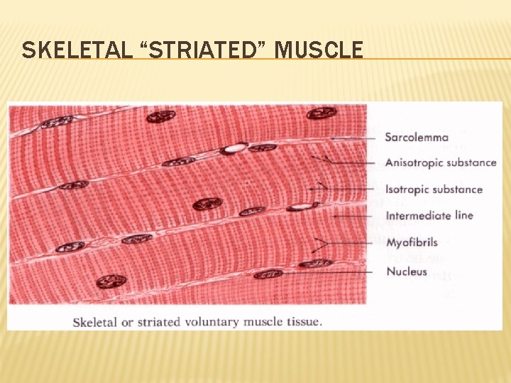 SKELETAL “STRIATED” MUSCLE 