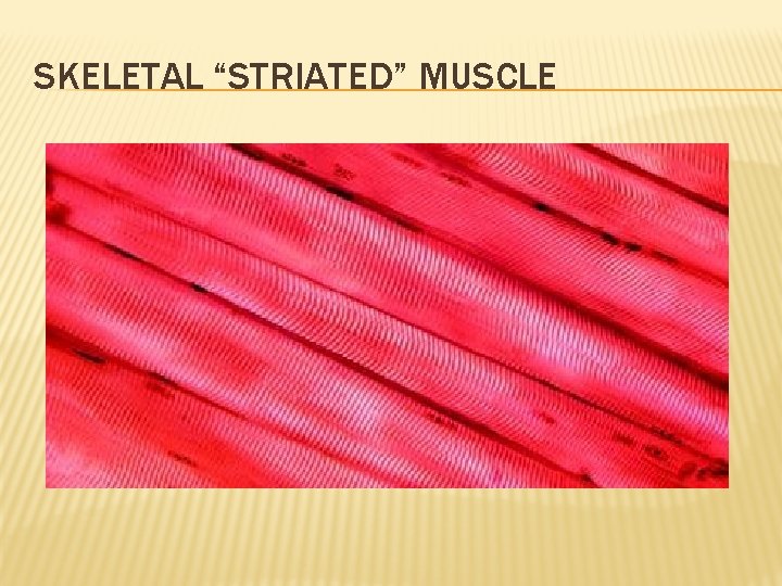 SKELETAL “STRIATED” MUSCLE 