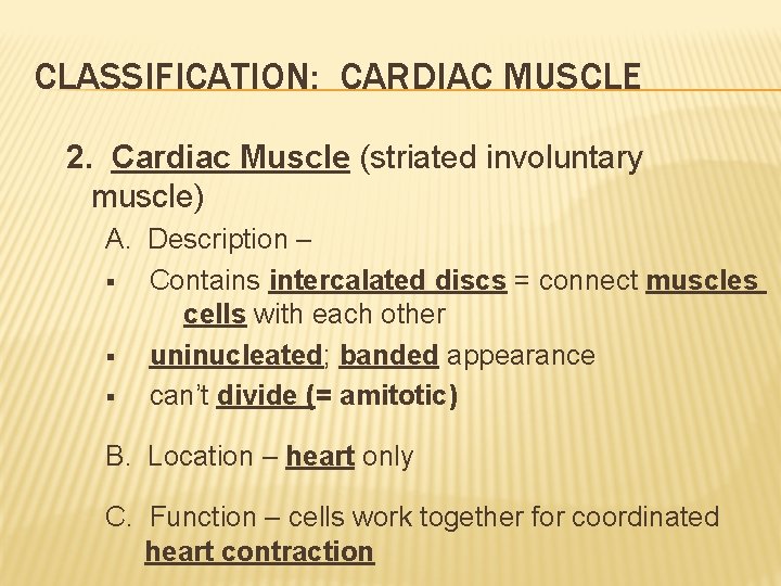 CLASSIFICATION: CARDIAC MUSCLE 2. Cardiac Muscle (striated involuntary muscle) A. Description – § Contains
