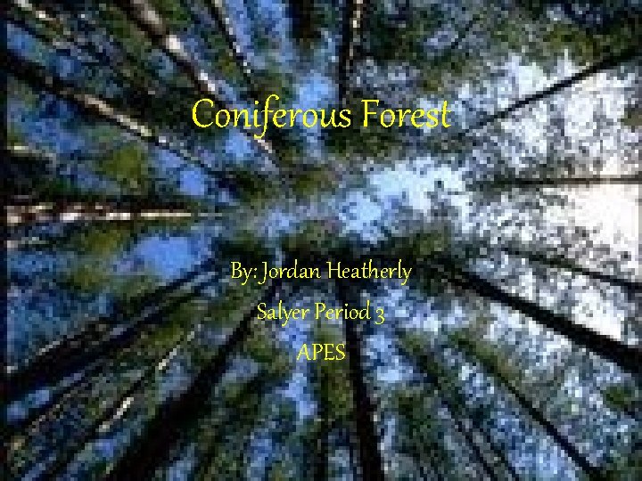 Coniferous Forest By: Jordan Heatherly Salyer Period 3 APES 