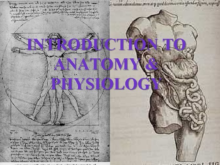 INTRODUCTION TO ANATOMY & PHYSIOLOGY 