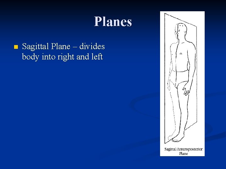 Planes n Sagittal Plane – divides body into right and left 