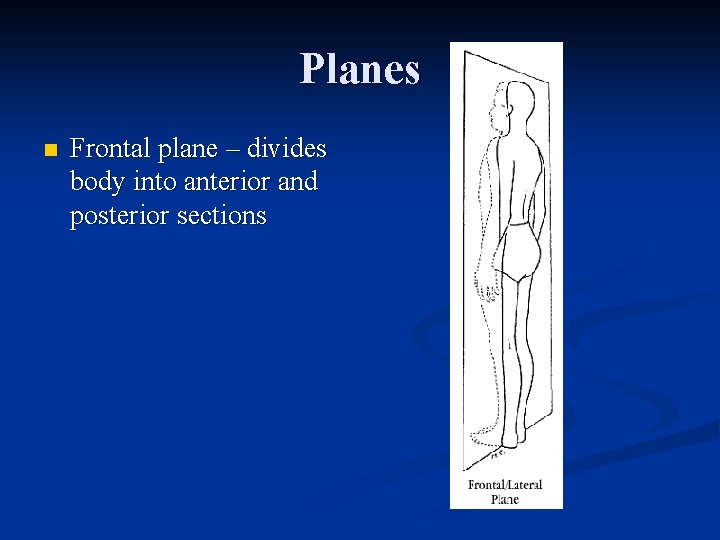 Planes n Frontal plane – divides body into anterior and posterior sections 