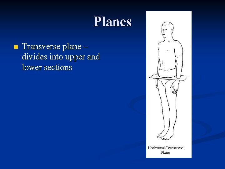 Planes n Transverse plane – divides into upper and lower sections 