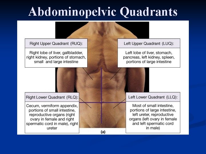 Abdominopelvic Quadrants 