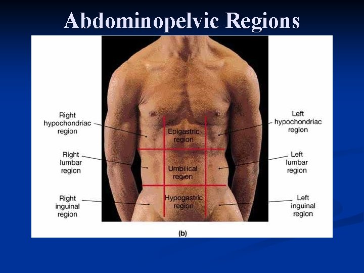 Abdominopelvic Regions 