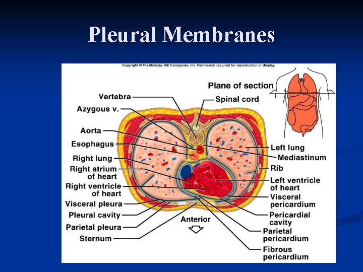 Pleural Membranes 