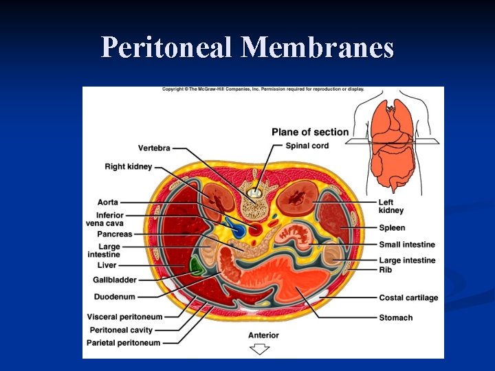 Peritoneal Membranes 