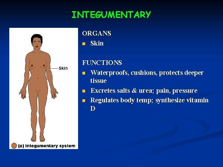 INTEGUMENTARY ORGANS n Skin FUNCTIONS n Waterproofs, cushions, protects deeper tissue n Excretes salts